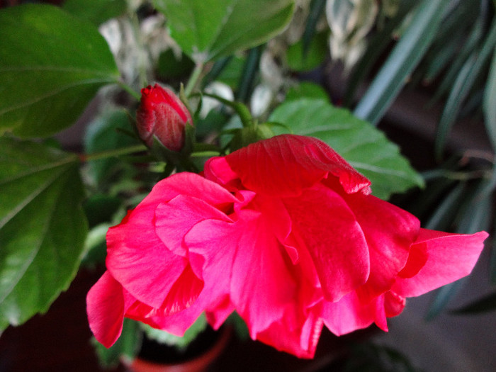 DSC00527 - Hibiscus