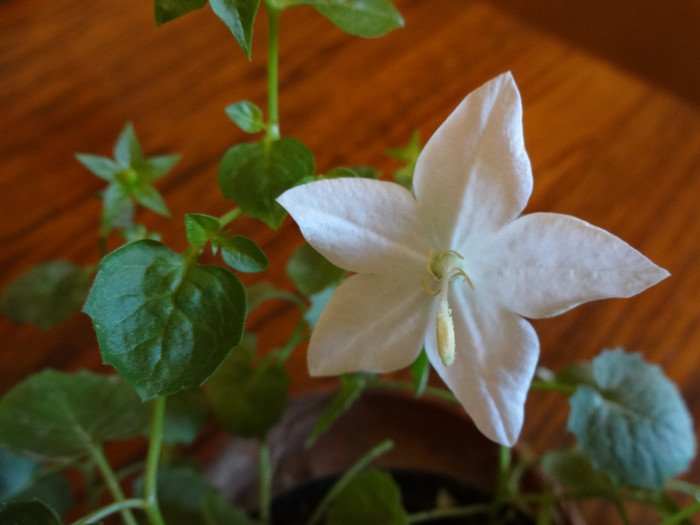 DSC00529 - Campanula