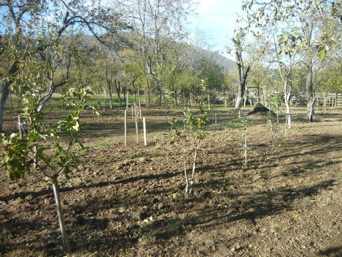 P1040222 - plantare pomi fructiferi 2o12