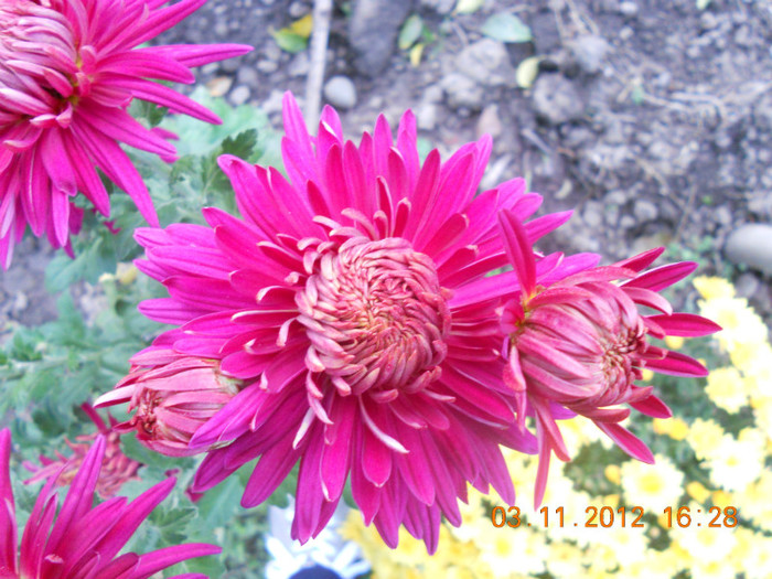 DSCN2298 - Crizanteme 2012-2013-2014