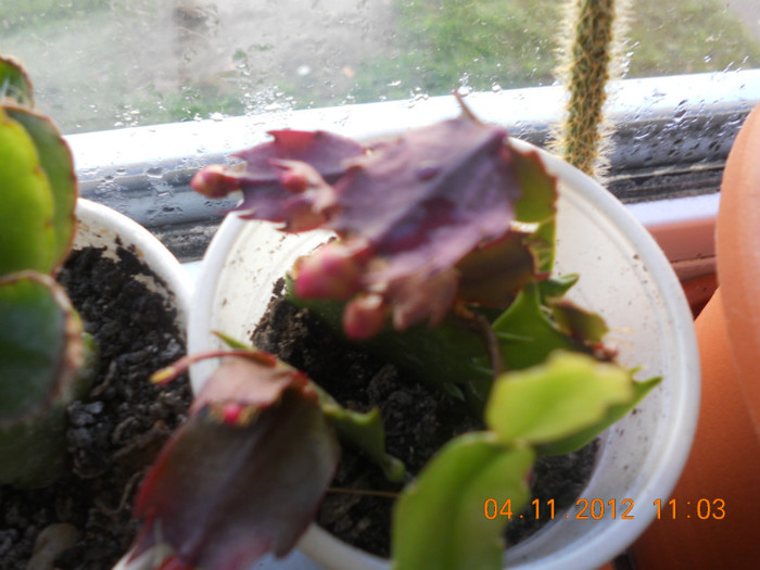 DSCN2311 - Schlumbergera 2012-2013