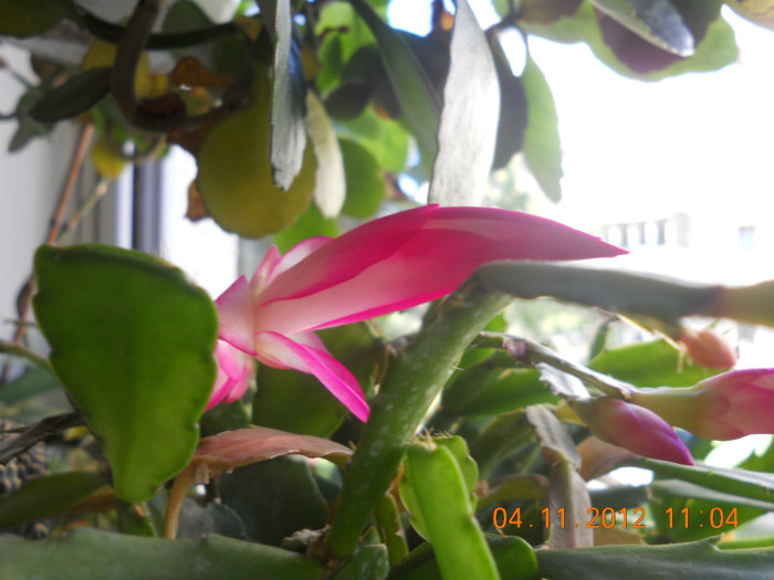 DSCN2313 - Schlumbergera 2012-2013