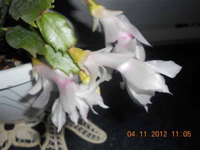 DSCN2314 - Schlumbergera 2012-2013