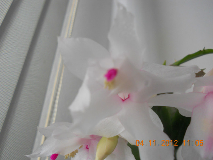 DSCN2316 - Schlumbergera 2012-2013