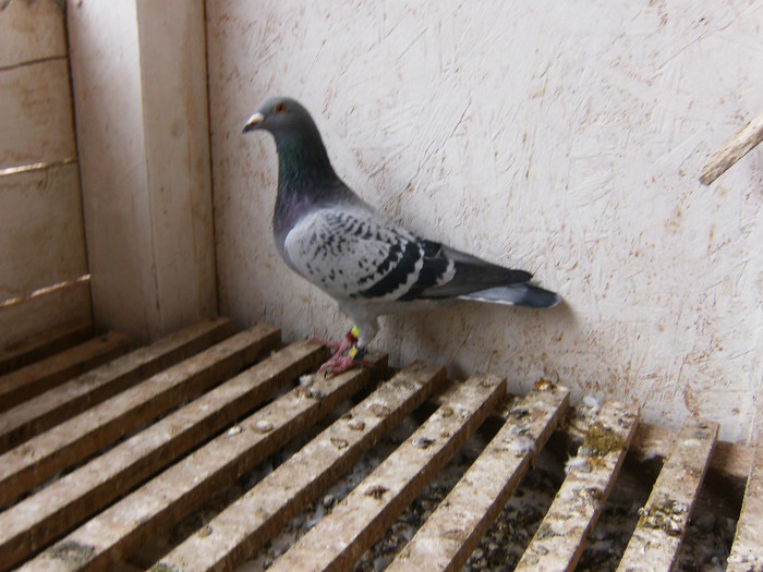 Lucky97.Stra Nepot Lucky848