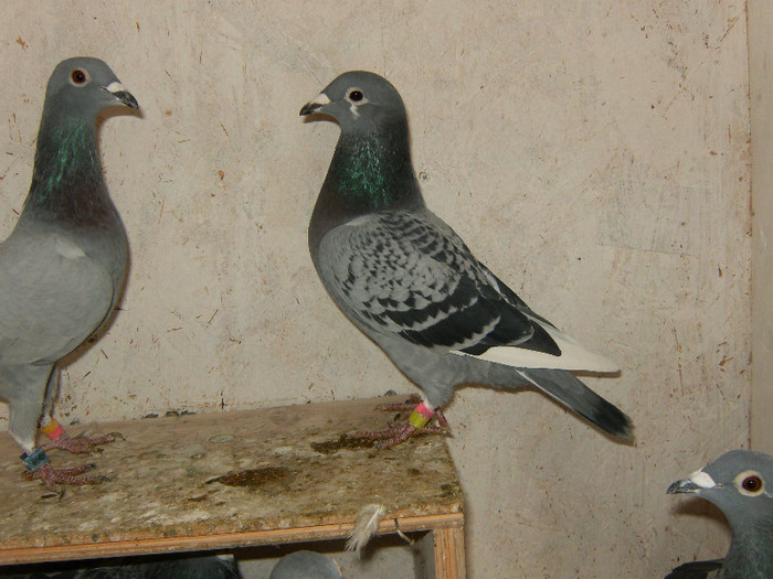 069.Fica Cuplu.Bucaciuc D+Pockerface