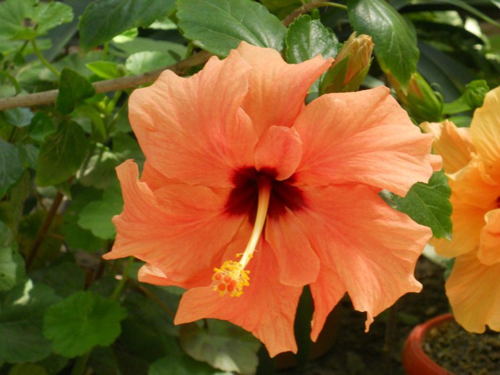 DSCN3476 - hibiscus