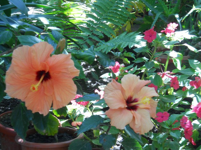 DSCN3479 - hibiscus