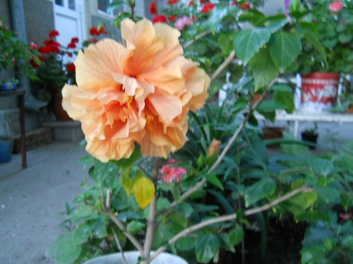 DSCN3500 - hibiscus