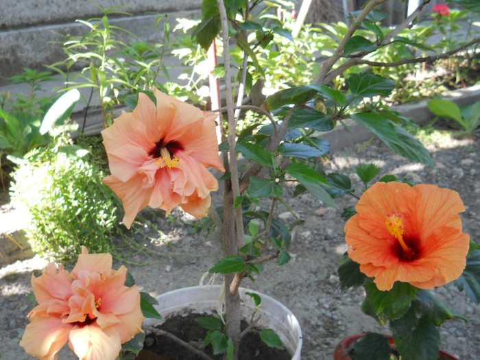 DSCN3511 - hibiscus