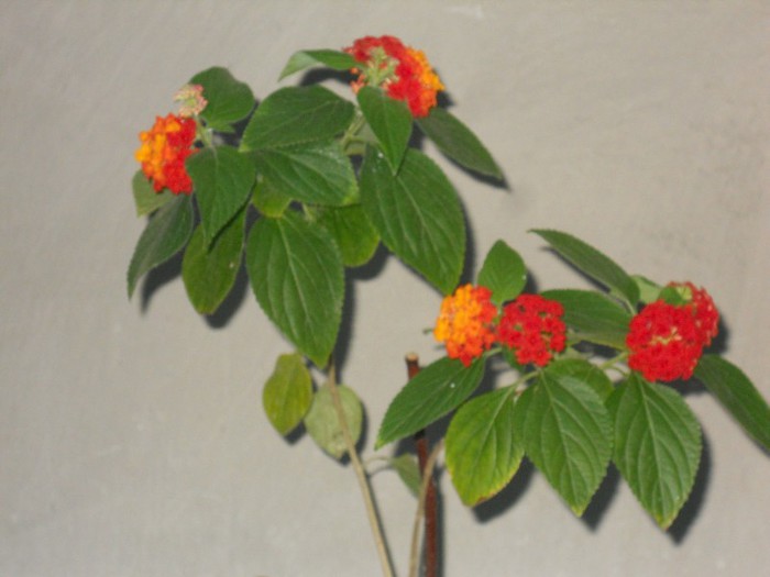 DSCN3487 - LANTANA