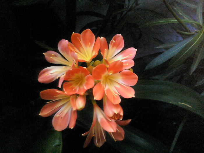 Picture 001 - CLIVIA