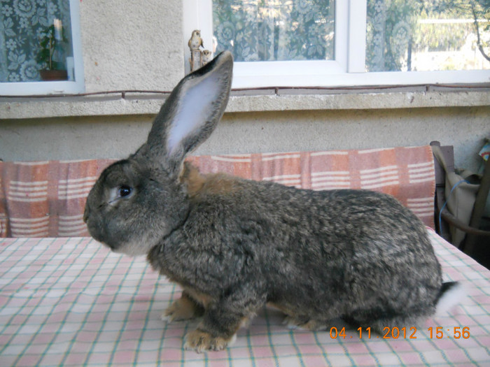 B235 51109 (M1); Frey Ludwig 97 pct,9.00kg
