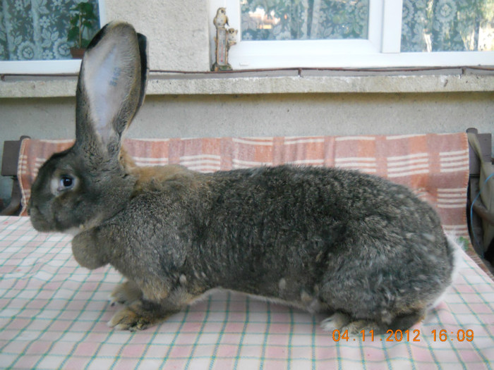 Z299 3160 (F2); Christa Jaus 96pct,9.200kg,foarte lunga si blana buna
