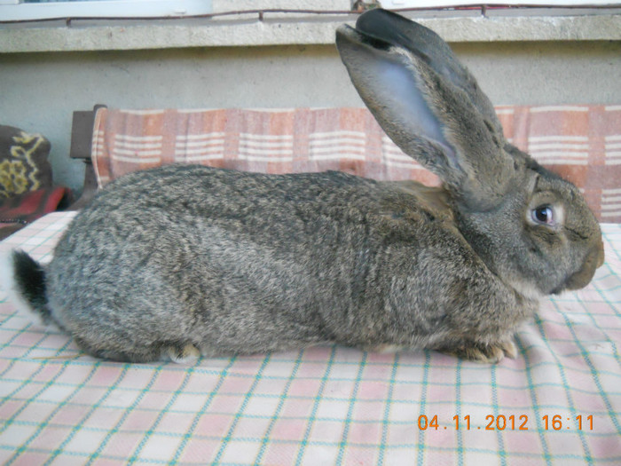RO28 LG32 (F3); (pt. europene 12.2012)
8luni,8.410kg,cap foarte bun
