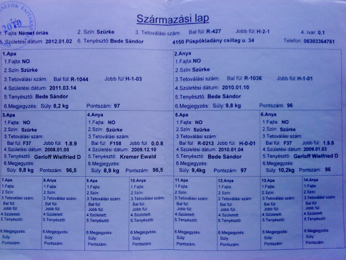 Bede Sandor femela R427-H12