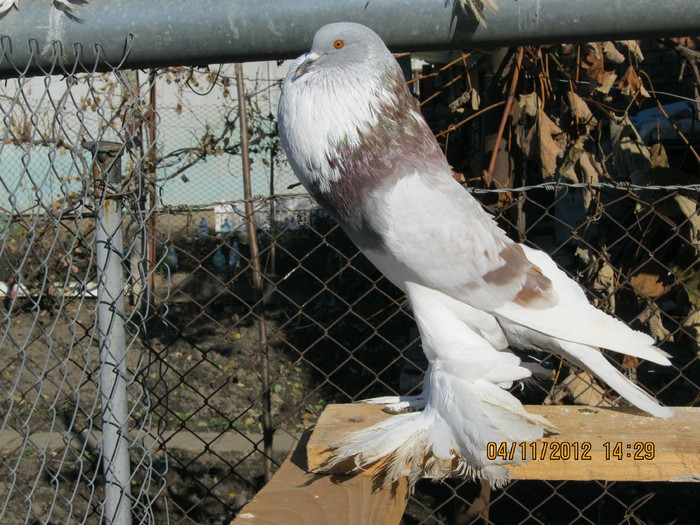 IMG_0853 - gusati pomeranieni