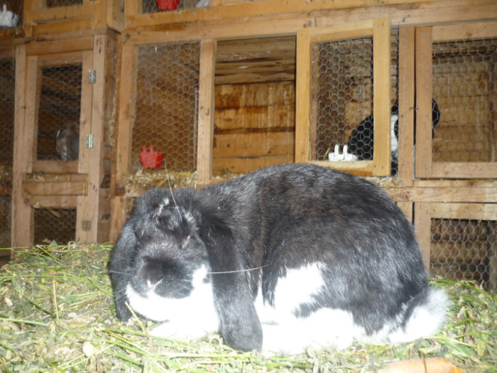 F2negru mant
