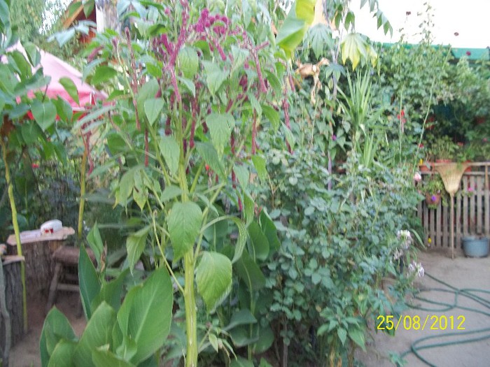 100_7382 - 2012 FLORI