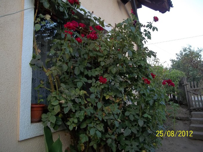 100_7402 - 2012 FLORI
