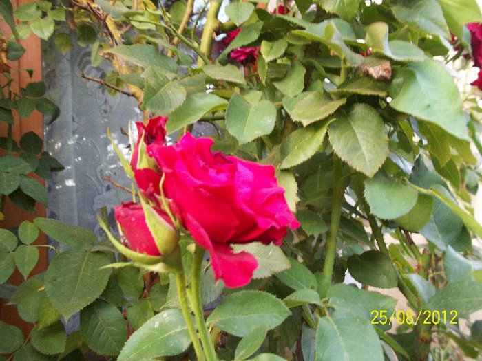 100_7404 - 2012 FLORI