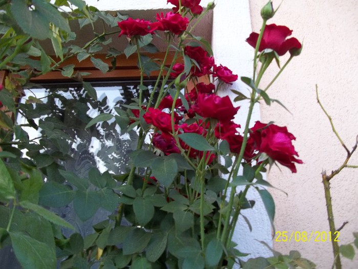 100_7405 - 2012 FLORI