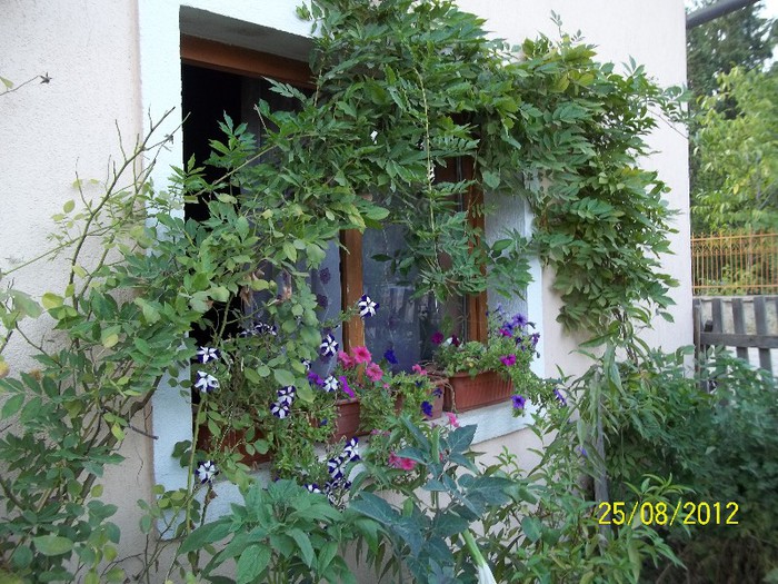 100_7410 - 2012 FLORI