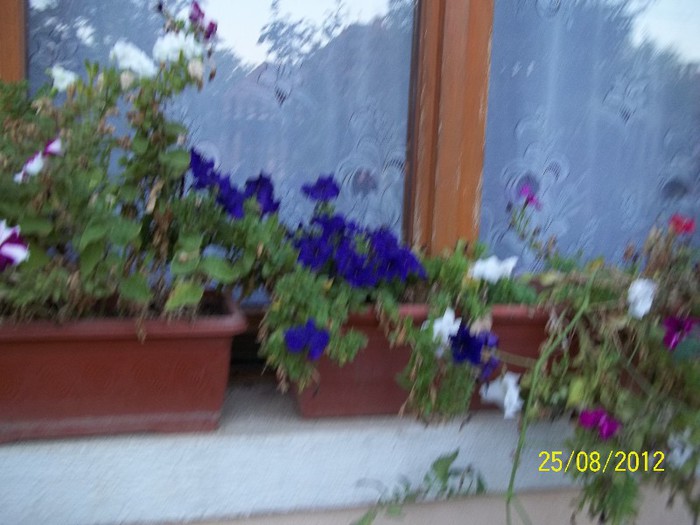 100_7411 - 2012 FLORI