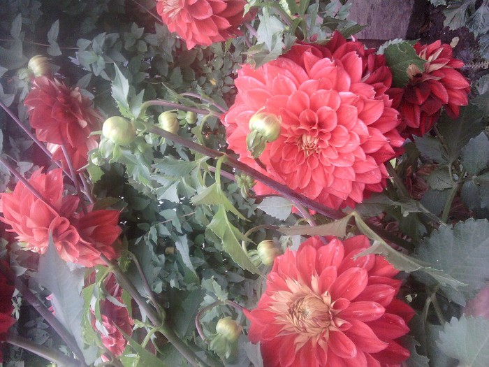 Fotografii-0531