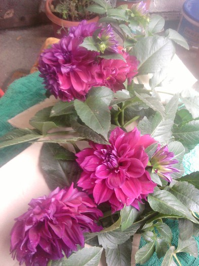 Fotografii-0534