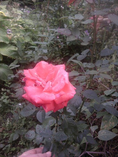 Fotografii-0547