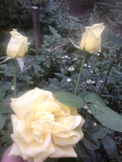 Fotografii-0548