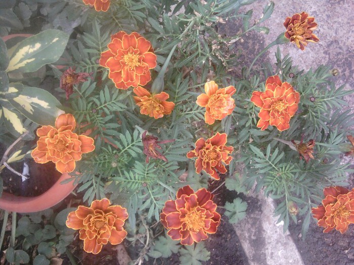 Fotografii-0553
