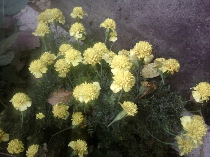 Fotografii-0554