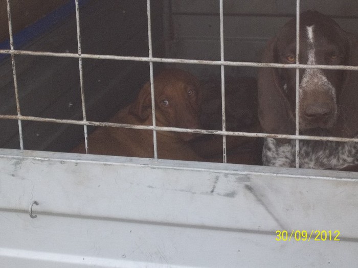 100_8483 - festivalul vanatori bata jud arad