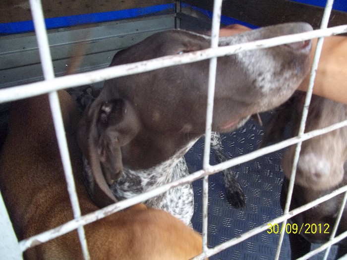 100_8484 - festivalul vanatori bata jud arad