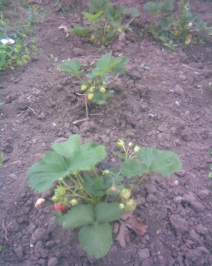 Căpsuni Maryanne - plantat 2011 toamna