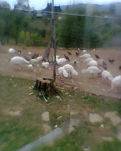 Fotogr.0031; curcani grei

