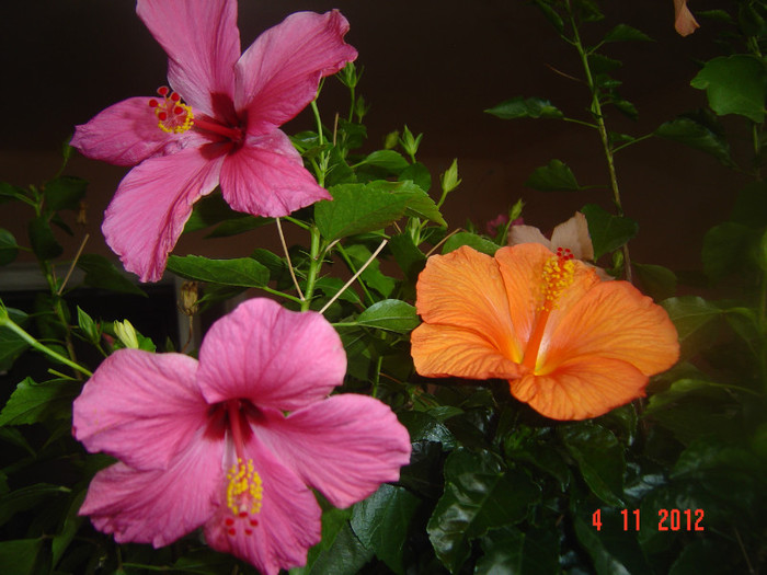 Picture 664 - 09-2012-HIBISCUS