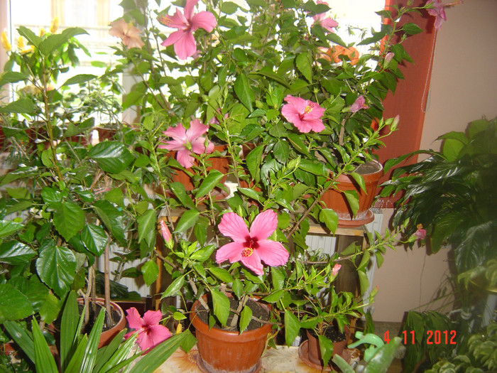 Picture 658 - 09-2012-HIBISCUS