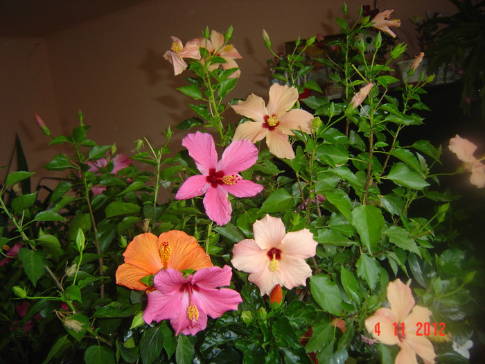 Picture 659 - 09-2012-HIBISCUS