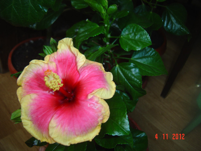 Picture 663 - 09-2012-HIBISCUS