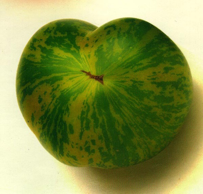 green_zebra_A - TOMATE VERZI - 2012