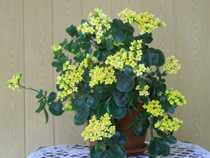 GALBEN - KALANCHOE