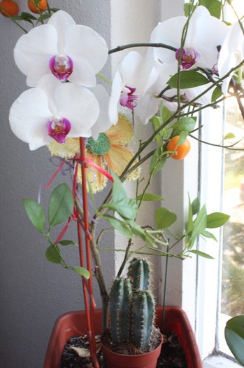 IMG_6327 - Flori noiembrie