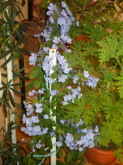 DSCN3551