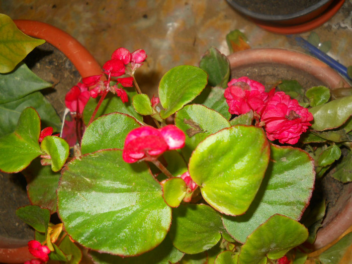 DSCN3556