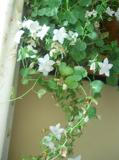 DSCN3563