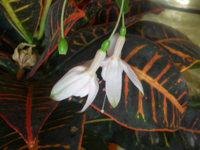 DSCN3564