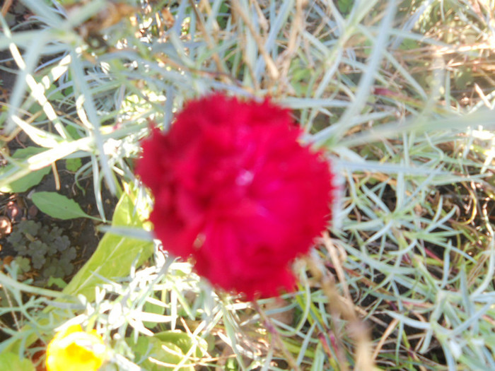 DSCN3701